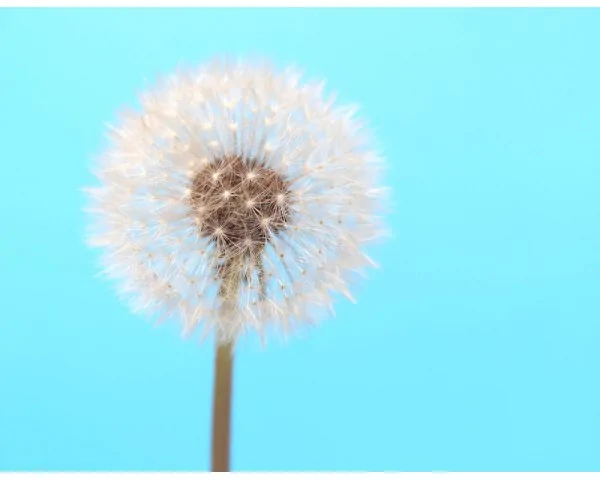 Imagen del producto Pruebas de alérgenos