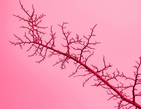 Imagen de Estudio de trombofilia: test genético para la detección de trombosis e ictus